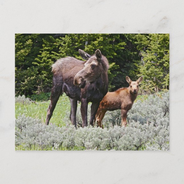 USA, Wyoming, Bighorn Mountain, moose Alces Vykort (Framsida)
