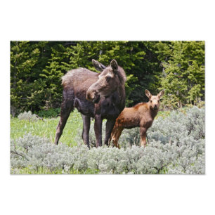 USA, Wyoming, Bighorn Mountains, älg Alces Fototryck