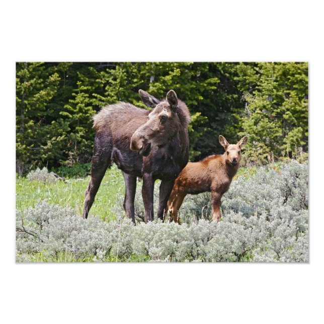 USA, Wyoming, Bighorn Mountains, älg Alces Fototryck (Framsidan)