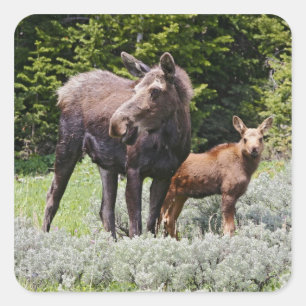 USA, Wyoming, Bighorn Mountains, älg Alces Fyrkantigt Klistermärke
