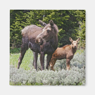 USA, Wyoming, Bighorn Mountains, älg Alces Magnet