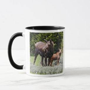 USA, Wyoming, Bighorn Mountains, älg Alces Mugg