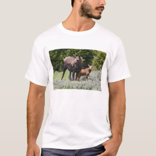 USA, Wyoming, Bighorn Mountains, älg Alces Tee