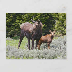 USA, Wyoming, Bighorn Mountains, älg Alces Vykort