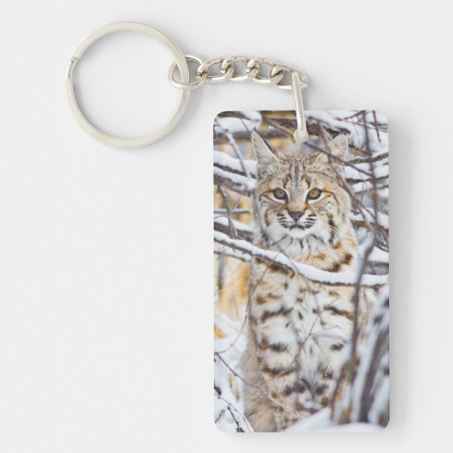 USA, Wyoming, Bobcat (Framsidan)