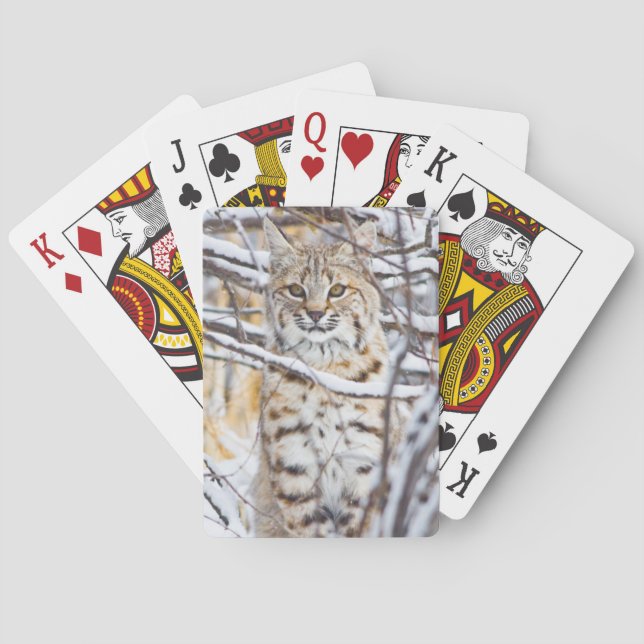 USA, Wyoming, Bobcat Casinokort (Baksidan)