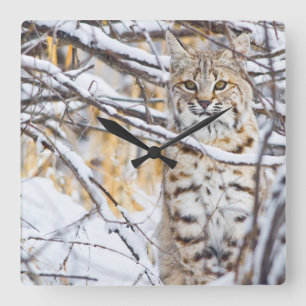 USA, Wyoming, Bobcat Fyrkantig Klocka