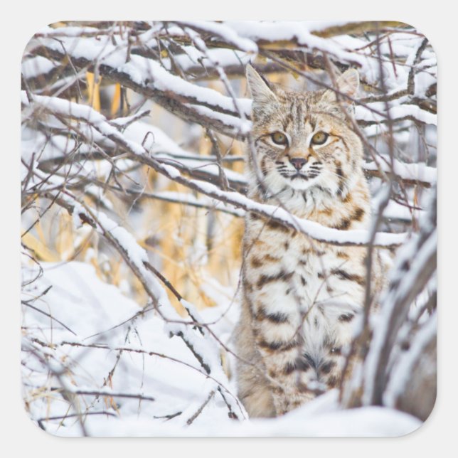 USA, Wyoming, Bobcat Fyrkantigt Klistermärke (Framsida)
