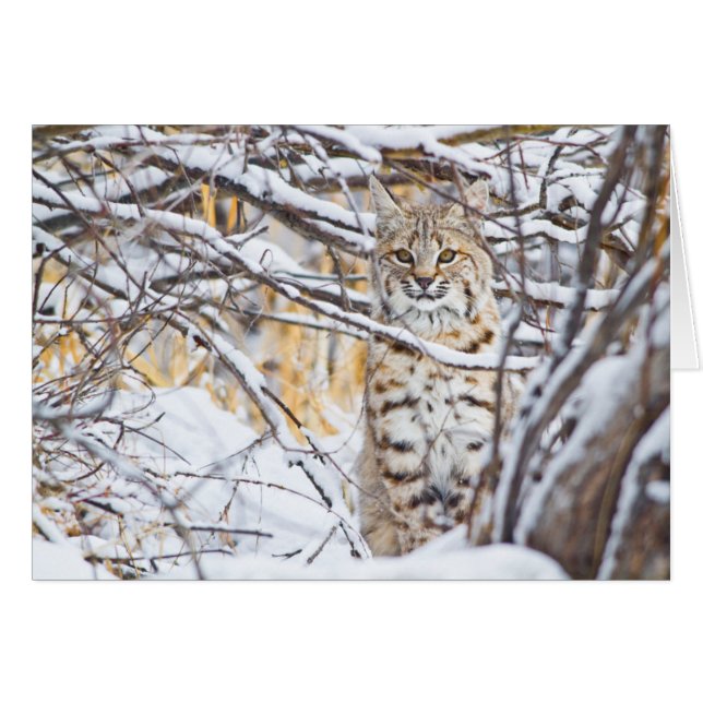 USA, Wyoming, Bobcat Hälsningskort (Framsidan Horizontal)