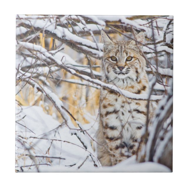 USA, Wyoming, Bobcat Kakelplatta (Framsidan)