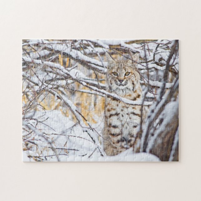 USA, Wyoming, Bobcat Pussel (Horisontell)