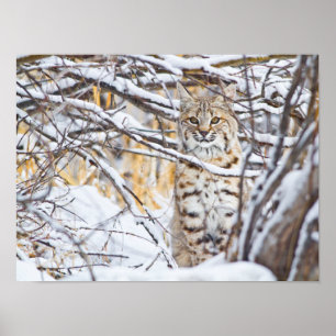USA, Wyoming, Bobcat sitta i snö-täckt Poster