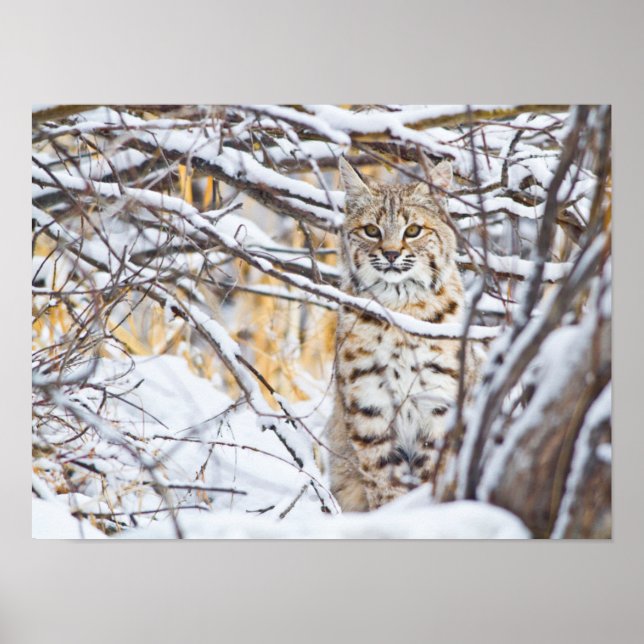 USA, Wyoming, Bobcat sitta i snö-täckt Poster (Framsidan)