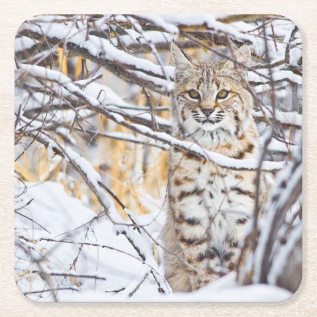 USA, Wyoming, Bobcat Underlägg Papper Kvadrat (Framsidan)