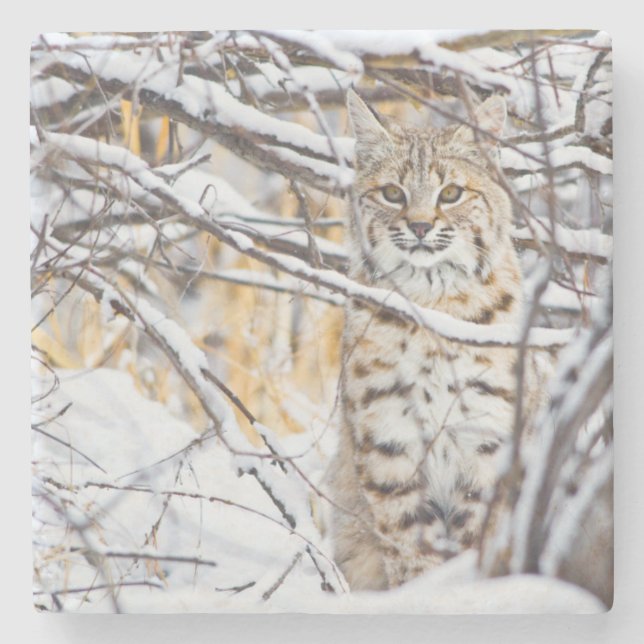 USA, Wyoming, Bobcat Underlägg Sten (Framsidan)