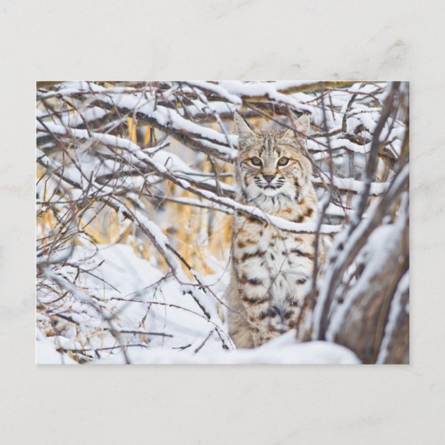 USA, Wyoming, Bobcat Vykort (Framsida)