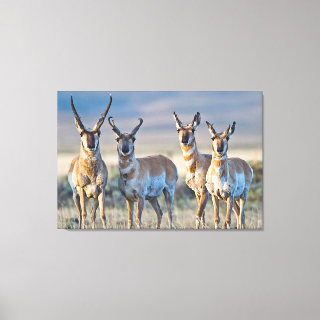 USA, Wyoming, Four Pronghorn antelope bucks Canvastryck (Framsida)
