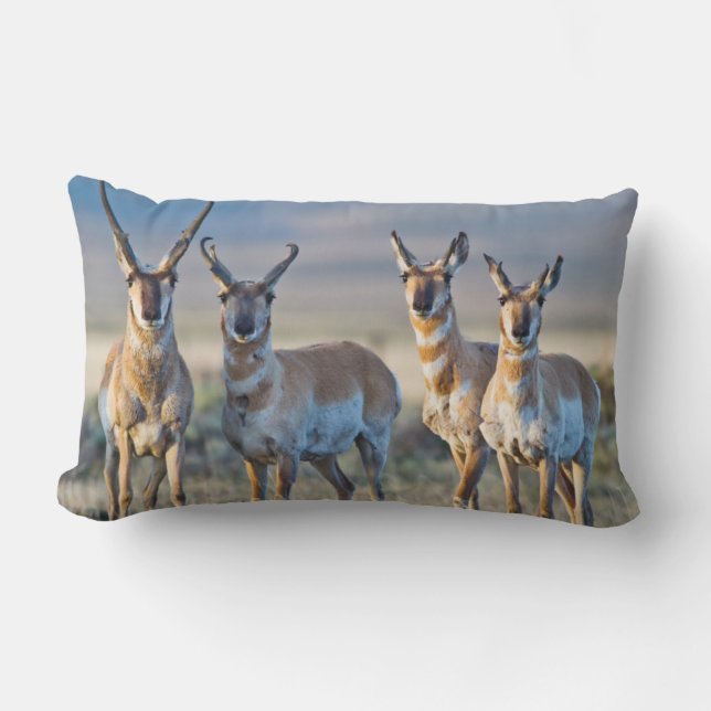 USA, Wyoming, Four Pronghorn antelope bucks Lumbarkudde (Framsida)
