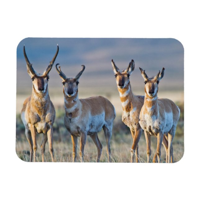 USA, Wyoming, Four Pronghorn antelope bucks Magnet (Horisontell)