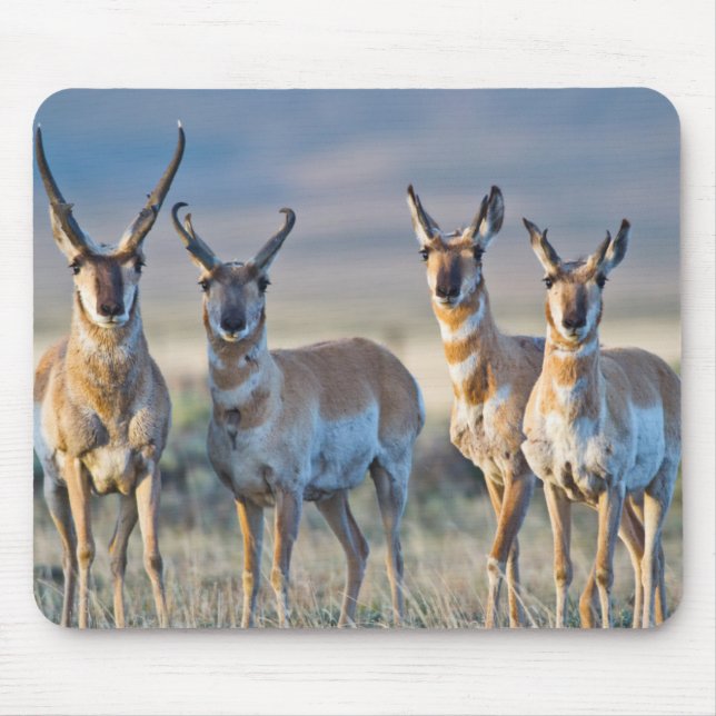 USA, Wyoming, Four Pronghorn antelope bucks Musmatta (Framsidan)