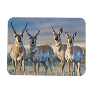 USA, Wyoming, Fyra gaffelantilopbuckar Magnet