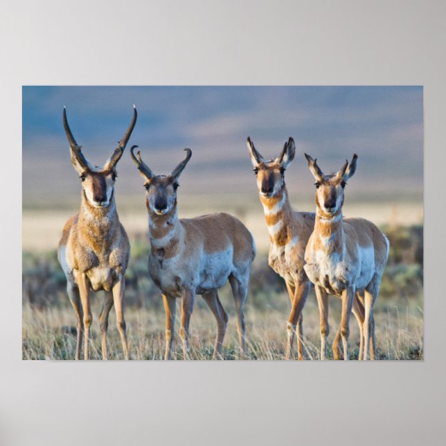 USA, Wyoming, Fyra gaffelantilopbuckar Poster (Framsidan)
