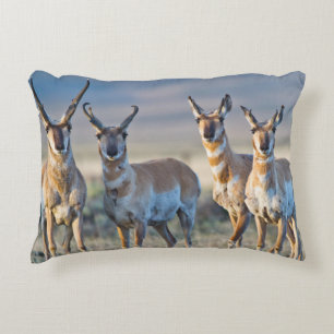 USA, Wyoming, Fyra Pronghorn antilop hanar Prydnadskudde
