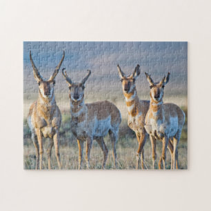 USA, Wyoming, Fyra Pronghorn antilop hanar Pussel