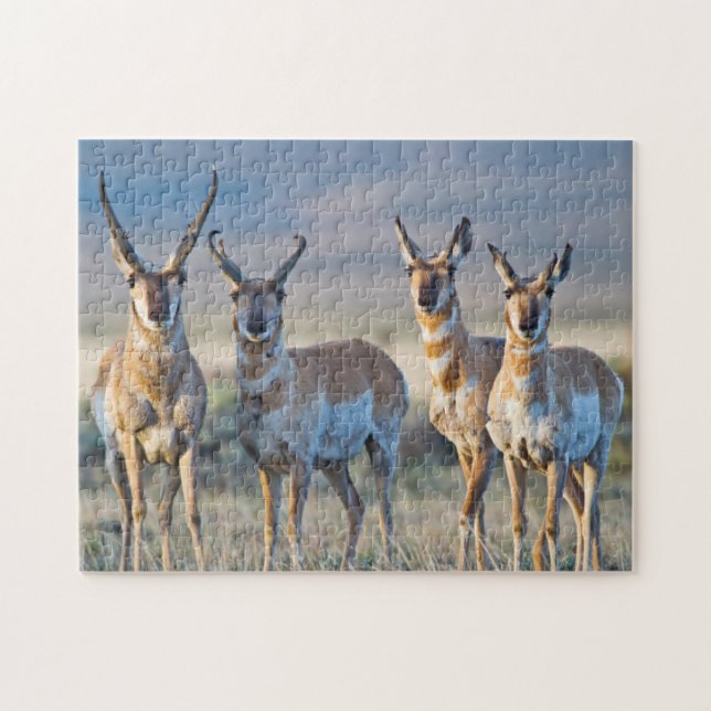 USA, Wyoming, Fyra Pronghorn antilop hanar Pussel (Horisontell)