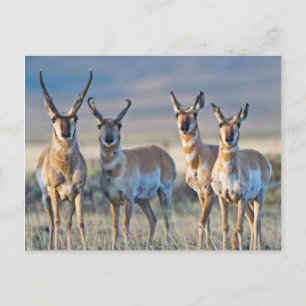 USA, Wyoming, Fyra Pronghorn antilop hanar Vykort