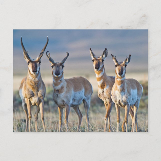 USA, Wyoming, Fyra Pronghorn antilop hanar Vykort (Framsida)