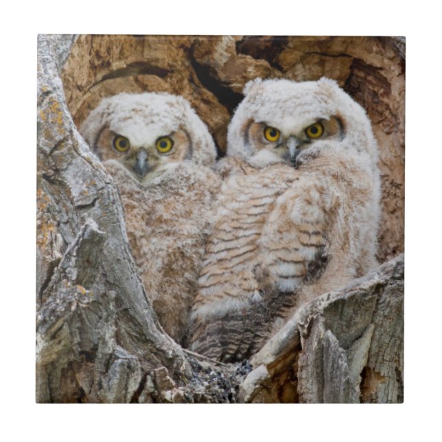 USA, Wyoming, Grand Teton National Park Kakelplatta (Framsidan)