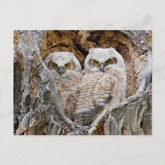 USA, Wyoming, Grand Teton National Park Vykort (Framsida)