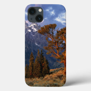 USA, Wyoming, Grand Teton NP. En ensam ceder
