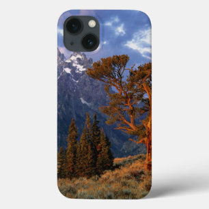 USA, Wyoming, Grand Teton NP. En ensam ceder