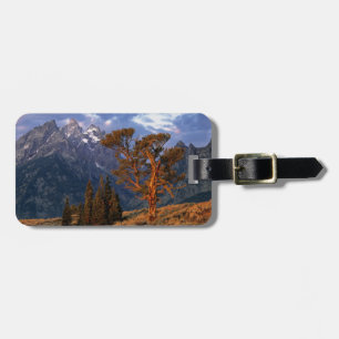 USA, Wyoming, Grand Teton NP. En ensam ceder Bagagebricka