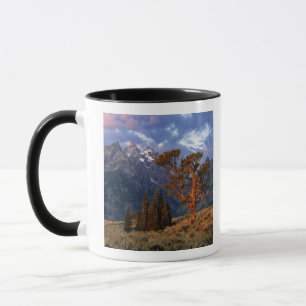 USA, Wyoming, Grand Teton NP. En ensam ceder Mugg