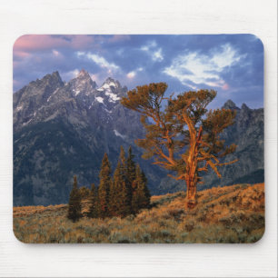 USA, Wyoming, Grand Teton NP. En ensam ceder Musmatta