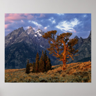 USA, Wyoming, Grand Teton NP. En ensam ceder Poster