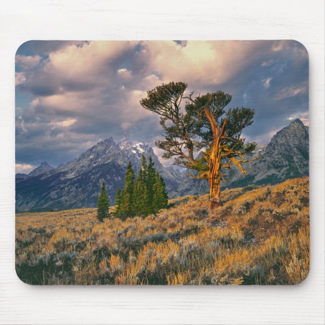 USA, Wyoming, Grand Teton NP. Soluppgång Musmatta (Framsidan)