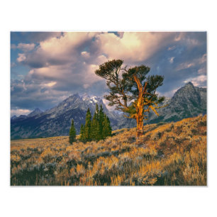 USA, Wyoming, Grand Teton NP. Soluppgången möter e Fototryck