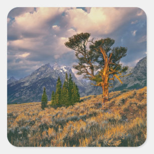 USA, Wyoming, Grand Teton NP. Soluppgången möter e Fyrkantigt Klistermärke