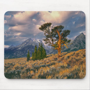 USA, Wyoming, Grand Teton NP. Soluppgången möter e Musmatta