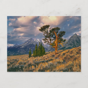 USA, Wyoming, Grand Teton NP. Soluppgången möter e Vykort