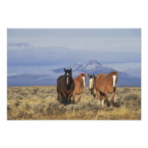 USA, Wyoming, nära Cody grupp av hästar Fototryck