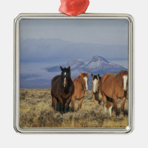 USA, Wyoming, nära Cody Grupp av hästar Julgransprydnad Metall