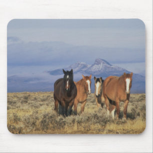 USA, Wyoming, nära Cody Grupp av hästar Musmatta