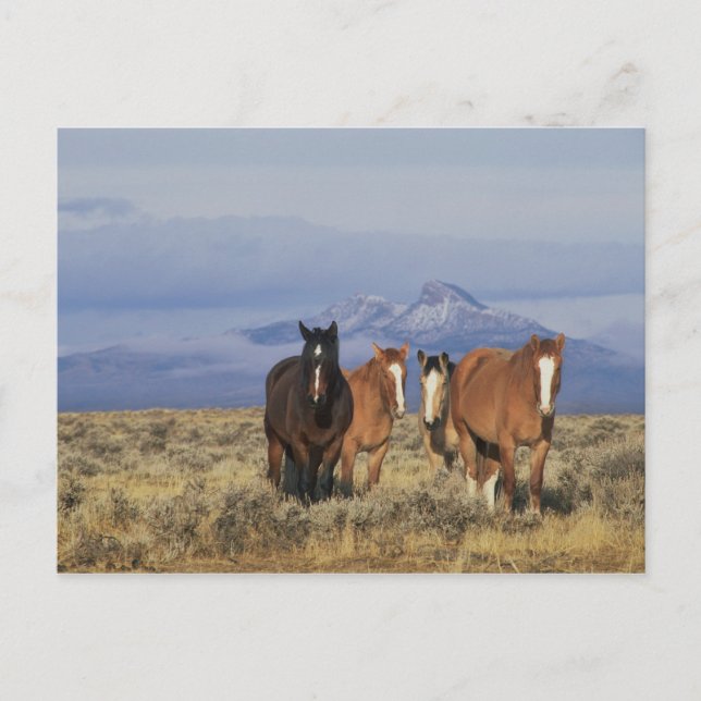 USA, Wyoming, nära Cody Grupp av hästar Vykort (Framsida)