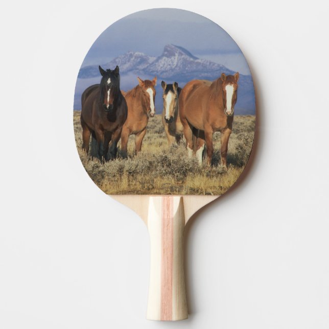 USA, Wyoming, nära Cody grupp hästar Pingisracket (Framsidan)