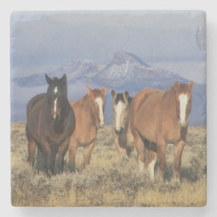 USA, Wyoming, nära Cody grupp hästar Stenunderlägg